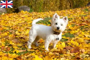 Lire la suite à propos de l’article Éleveurs de Westie et chiots en Grande-Bretagne