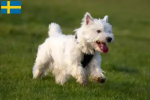 Lire la suite à propos de l’article Éleveurs de westies et chiots en Suède