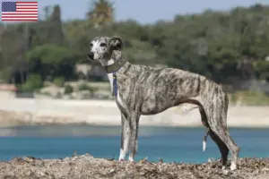 Lire la suite à propos de l’article Éleveurs de whippets et chiots aux États-Unis