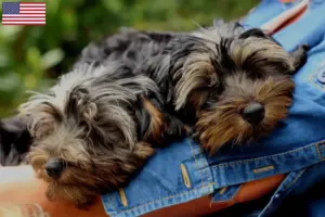 Lire la suite à propos de l’article Éleveurs de Yorkipoo et chiots aux États-Unis