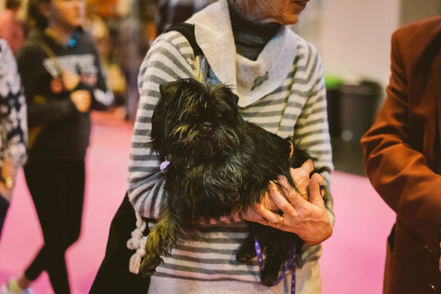 Affenpinscher - Mon amour pour cette race de chien. Pourquoi j'aime les pinscher