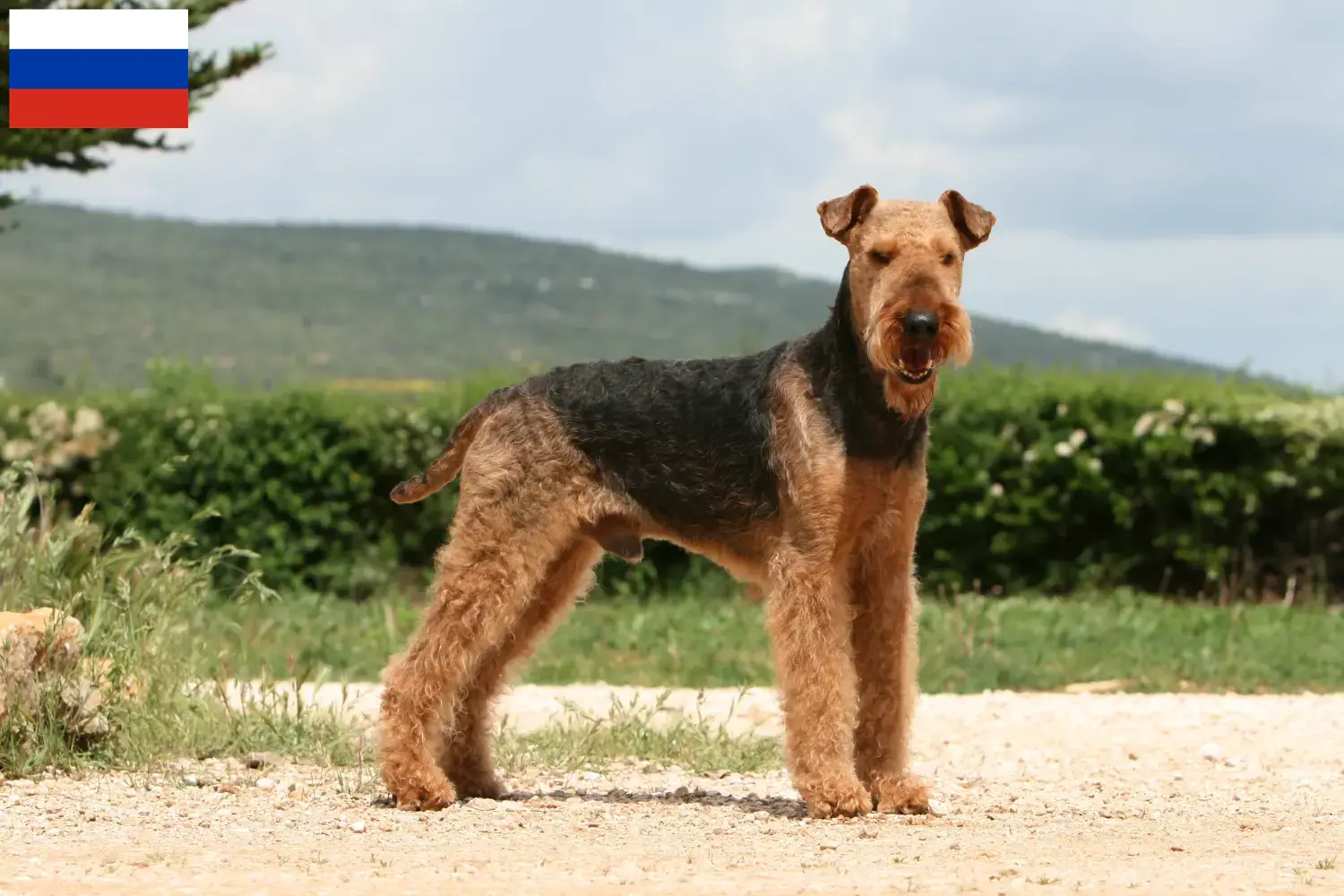Airedale Terrier chiots et éleveurs Russie Ici, vous trouverez des éleveurs d'Airedale Terrier en Russie.