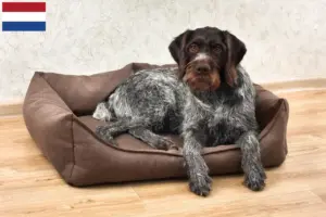 Lire la suite à propos de l’article Éleveurs et chiots de chiens allemands à poil dur aux Pays-Bas