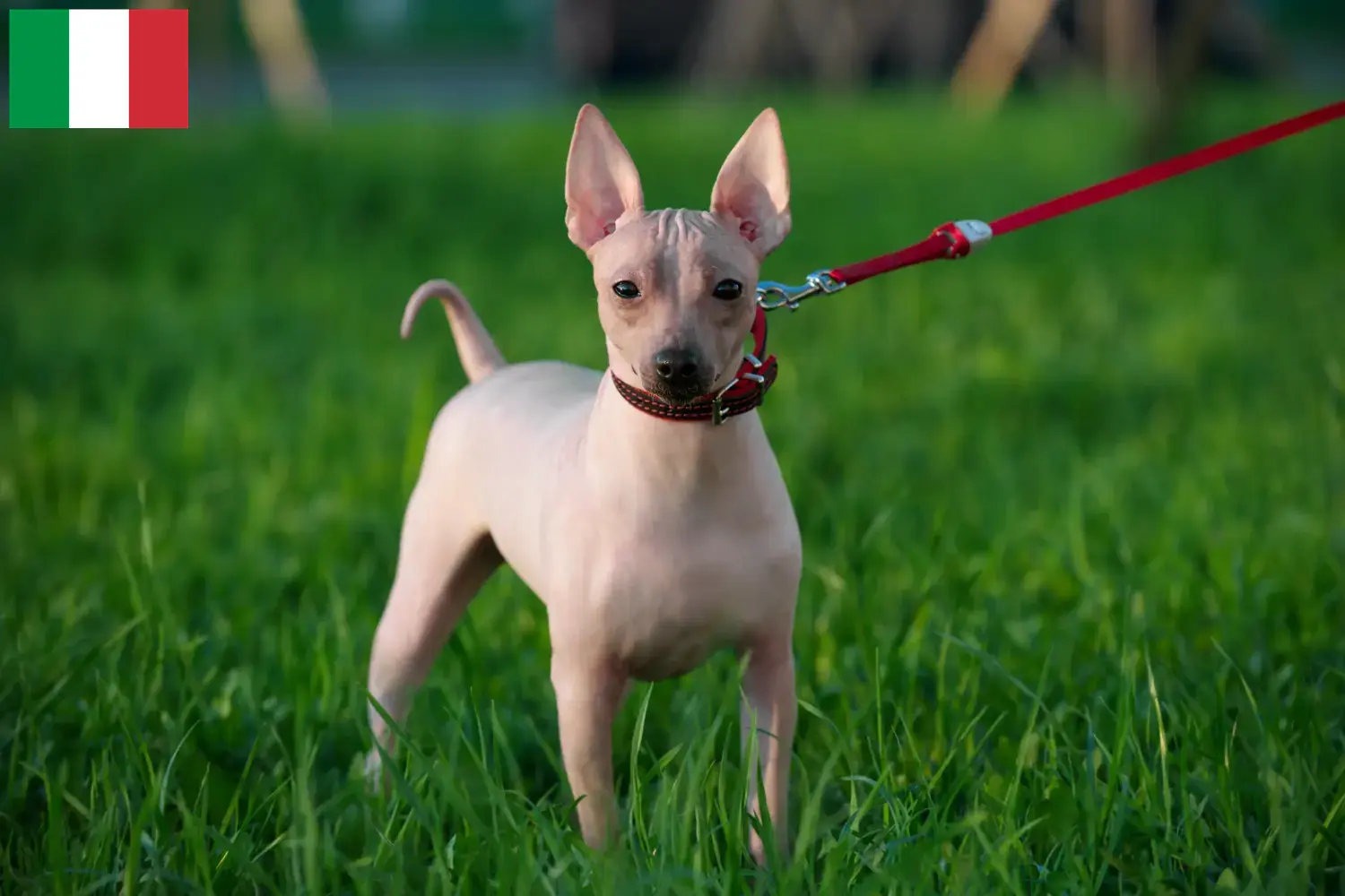 Chiots et éleveurs d'American Hairless Terrier Italie Ici, tu trouveras des éleveurs d'American Hairless Terrier en Italie.