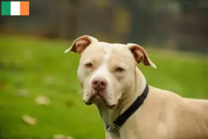 Lire la suite à propos de l’article Éleveurs et chiots d’American Pit Bull Terrier en Irlande