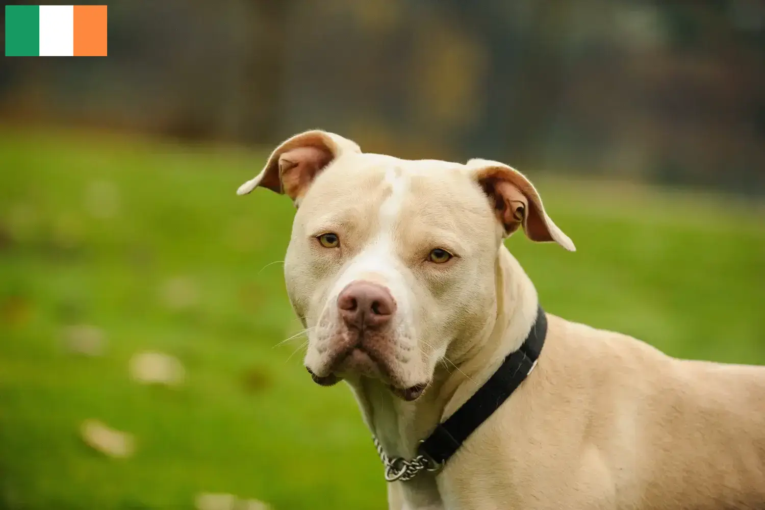 Américain Pit Bull Terrier chiots et éleveurs Irlande Ici, tu trouveras des éleveurs d'American Pit Bull Terrier en Irlande.