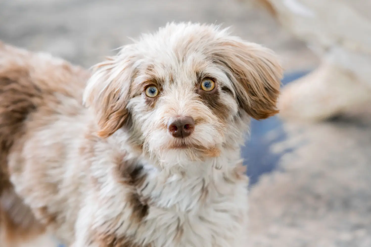 Acheter un chiot Aussiedoodle, c'est prendre ses responsabilités ! Acheter des chiots Aussiedoodle.