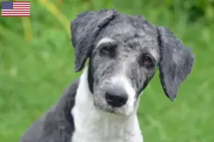 Lire la suite à propos de l’article Éleveurs d’Aussiedoodle et chiots aux États-Unis