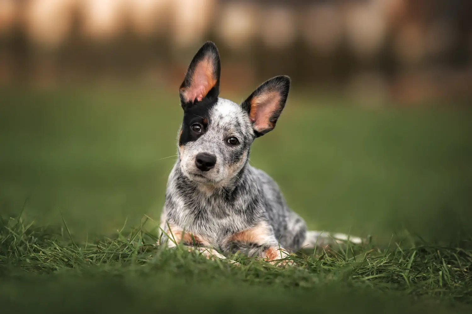 Acheter un chiot Australian Cattle Dog, c'est prendre ses responsabilités ! Acheter des chiots Australian Cattle Dog.