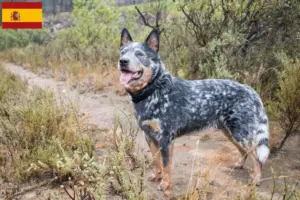 Lire la suite à propos de l’article Éleveurs de chiens de race Australian Cattle Dog et chiots en Espagne