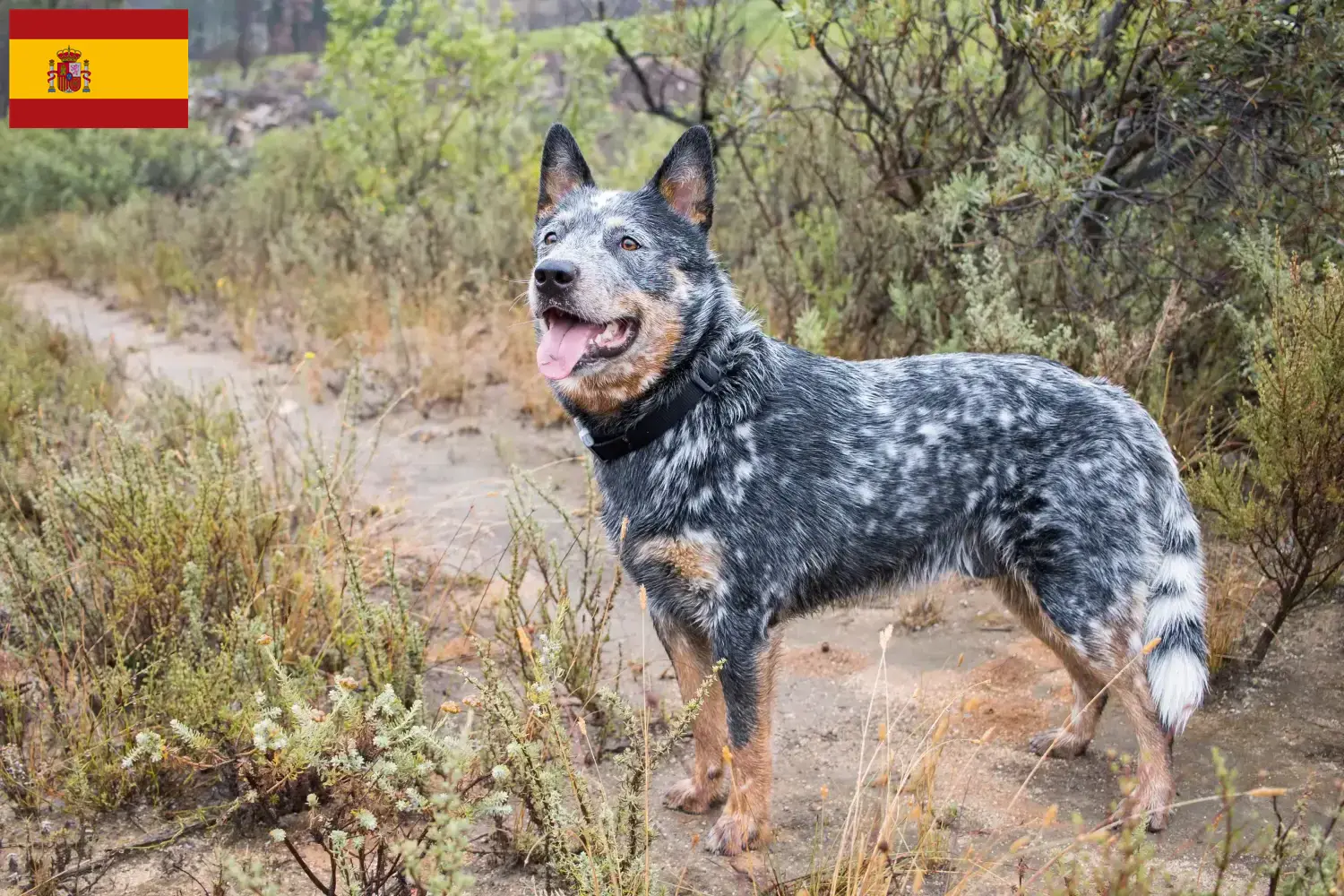 Australian Cattle Dog chiots et éleveurs Espagne Ici, tu trouveras des éleveurs de Bouviers australiens en Espagne.