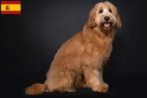 Lire la suite à propos de l’article Éleveurs de Cobberdogs australiens et chiots en Espagne