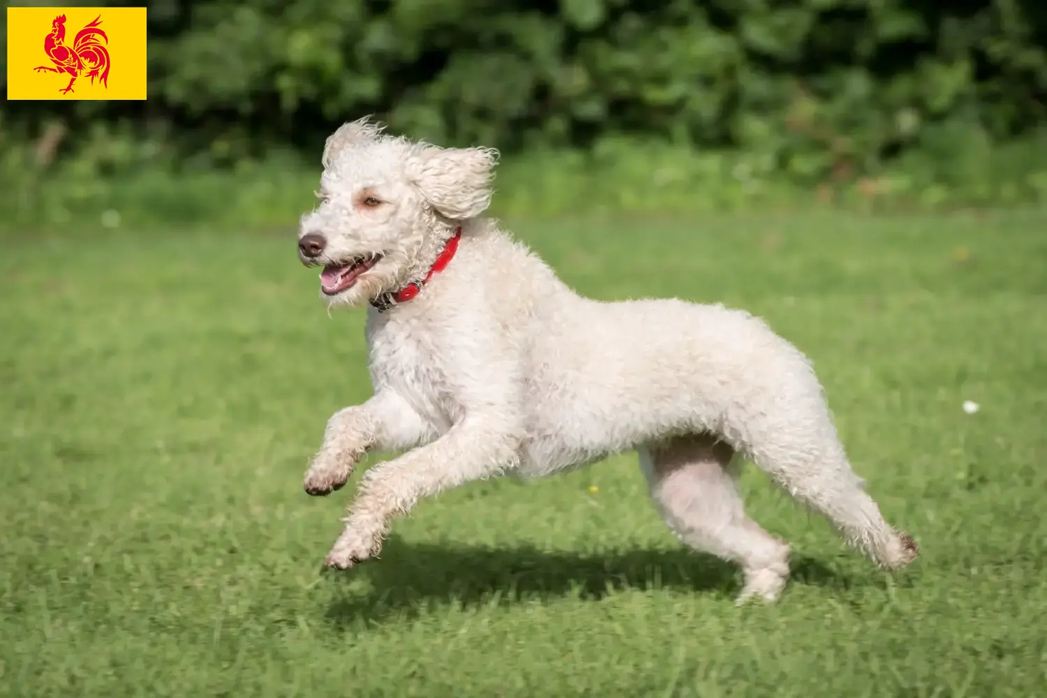 Australian Labradoodle chiots et éleveurs Région wallonne Ici vous trouverez des éleveurs de Labradoodles australiens en Région Wallonne.