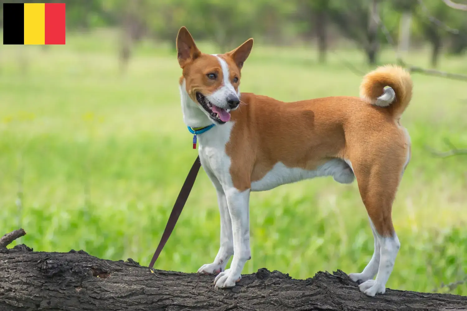 Chiots Basenji et éleveurs Belgique Ici vous trouverez les éleveurs de Basenjis en Belgique.