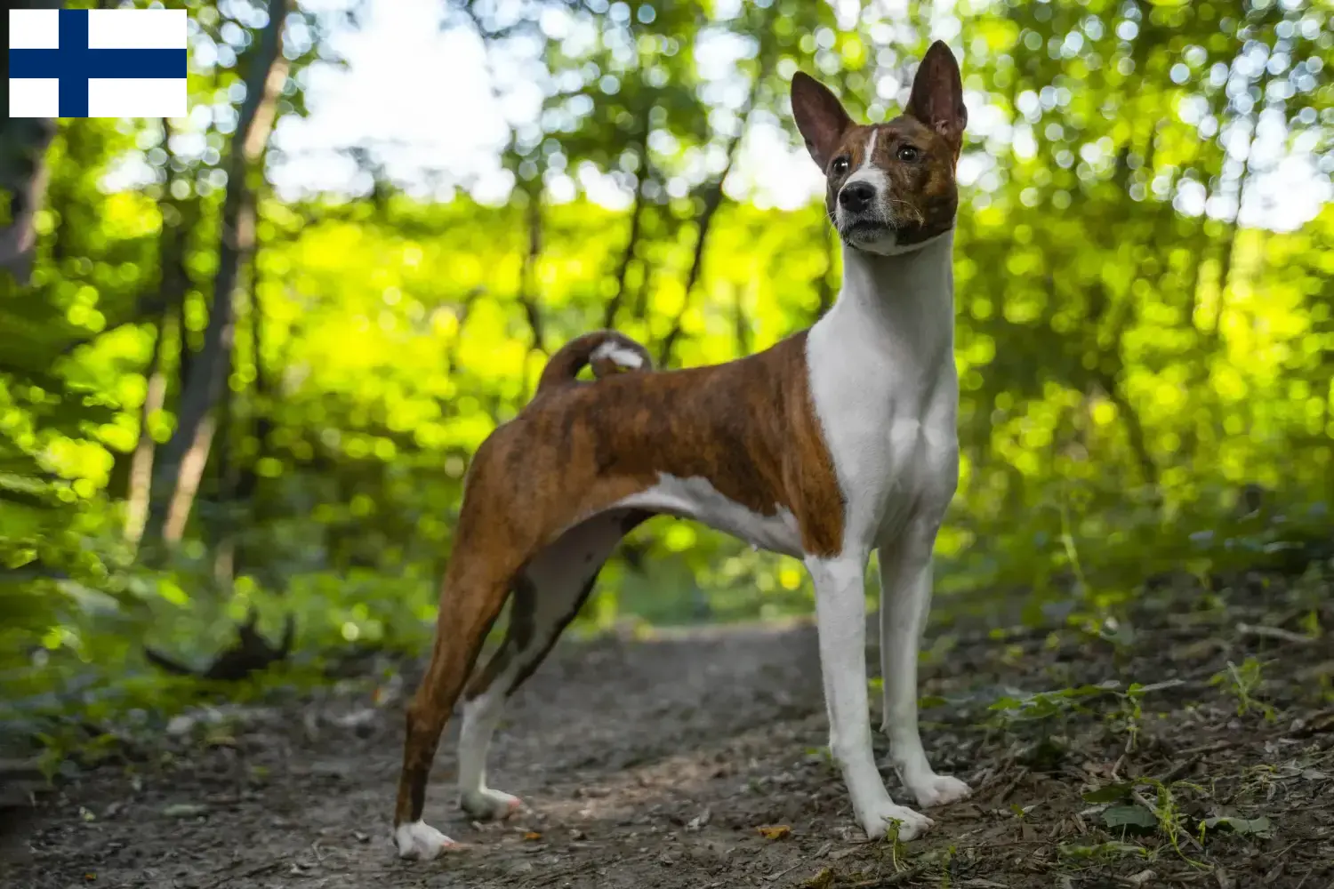 Chiots Basenji et éleveurs Finlande Ici vous trouverez les éleveurs de Basenji en Finlande.