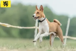 Lire la suite à propos de l’article Éleveurs de Basenji et chiots en Flandre