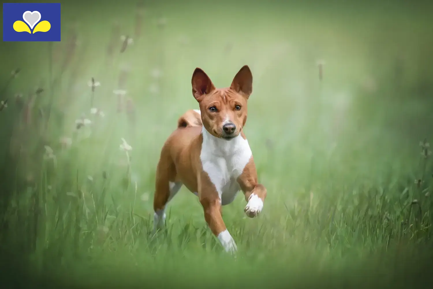 Chiots Basenji et éleveurs Région de Bruxelles-Capitale Ici vous trouverez les éleveurs de Basenjis en Région de Bruxelles-Capitale.