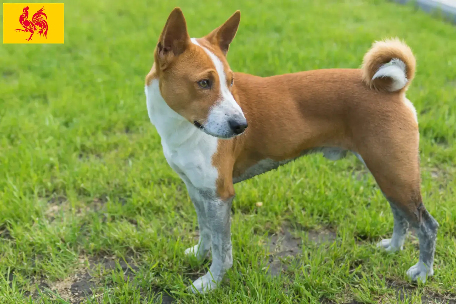 Chiots Basenji et éleveurs Région wallonne Ici vous trouverez les éleveurs de Basenjis en Région Wallonne.
