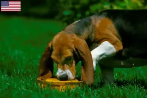 Lire la suite à propos de l’article Basset Artésien Normand Éleveurs et chiots aux États-Unis