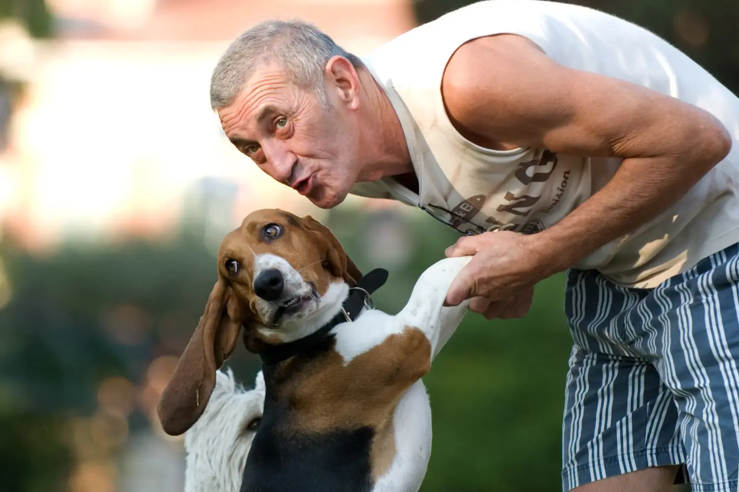 Basset Artésien Normand - Mon amour pour cette race de chien. Pourquoi j'aime le Basset Artésien Normand