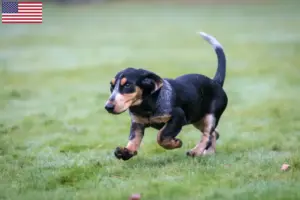 Lire la suite à propos de l’article Basset bleu de Gascogne Éleveurs et chiots aux États-Unis
