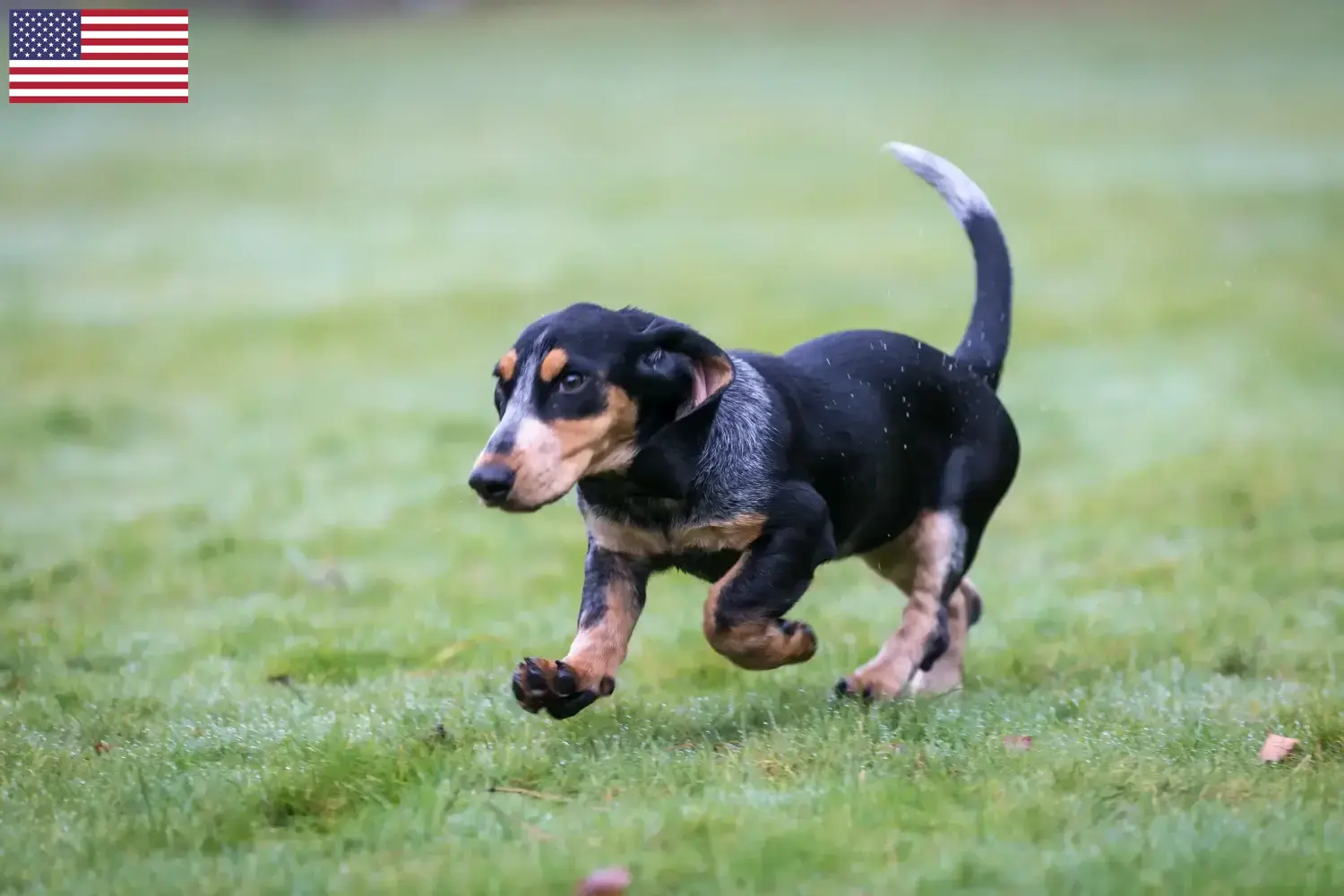 Basset bleu de Gascogne chiots et éleveurs USA Ici, tu trouveras des éleveurs de Basset bleu de Gascogne aux Etats-Unis.