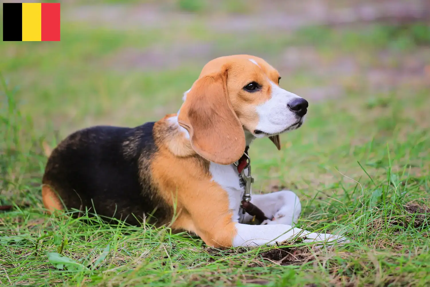 Beagle Harrier chiots et éleveurs Belgique Ici vous trouverez les éleveurs de Beagle Harrier en Belgique.