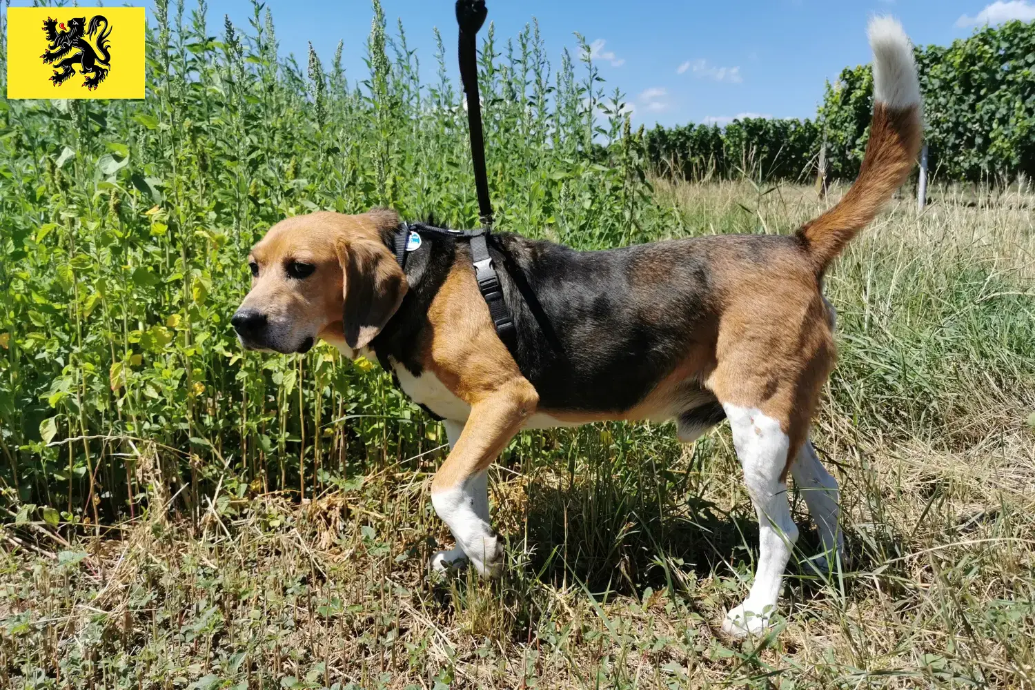 Beagle Harrier chiots et éleveurs Flandre Ici vous trouverez les éleveurs de Beagle Harrier en Flandre.