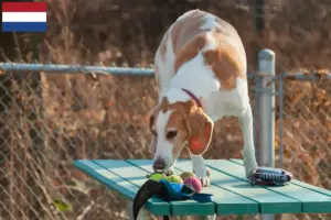 Lire la suite à propos de l’article Eleveurs de Beagle Harrier et chiots aux Pays-Bas