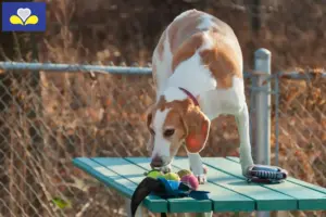 Lire la suite à propos de l’article Eleveurs de Beagle Harrier et chiots en Région de Bruxelles-Capitale
