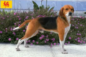 Lire la suite à propos de l’article Eleveurs de Beagle Harrier et chiots en Région Wallonne