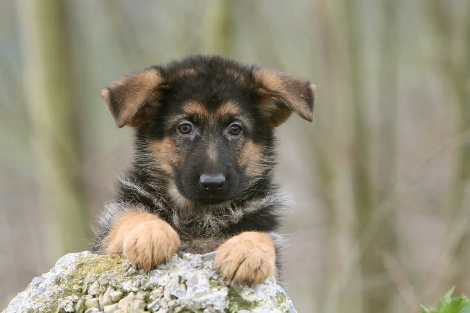Acheter un chiot berger allemand, c'est prendre ses responsabilités ! Acheter un chiot berger allemand.