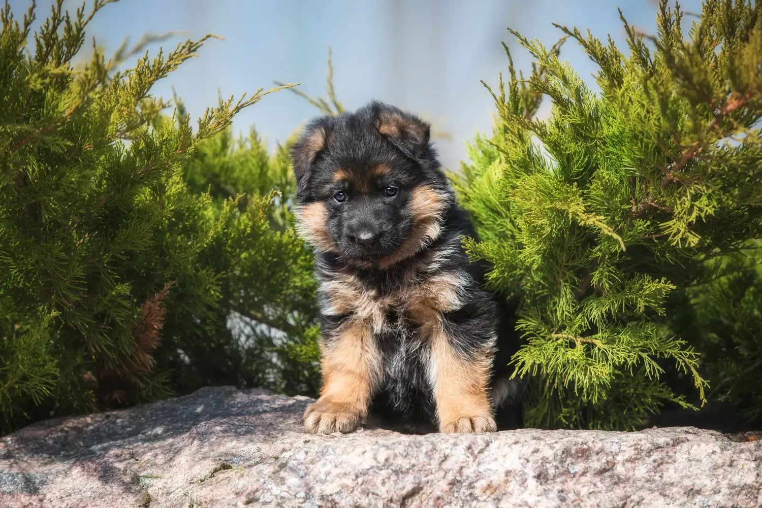 Acheter un chiot berger allemand, c'est prendre ses responsabilités ! Acheter un chiot berger allemand.