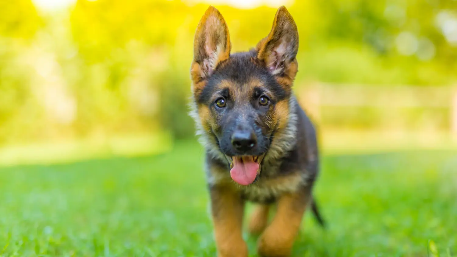 Acheter un chiot berger allemand, c'est prendre ses responsabilités ! Acheter un chiot berger allemand.