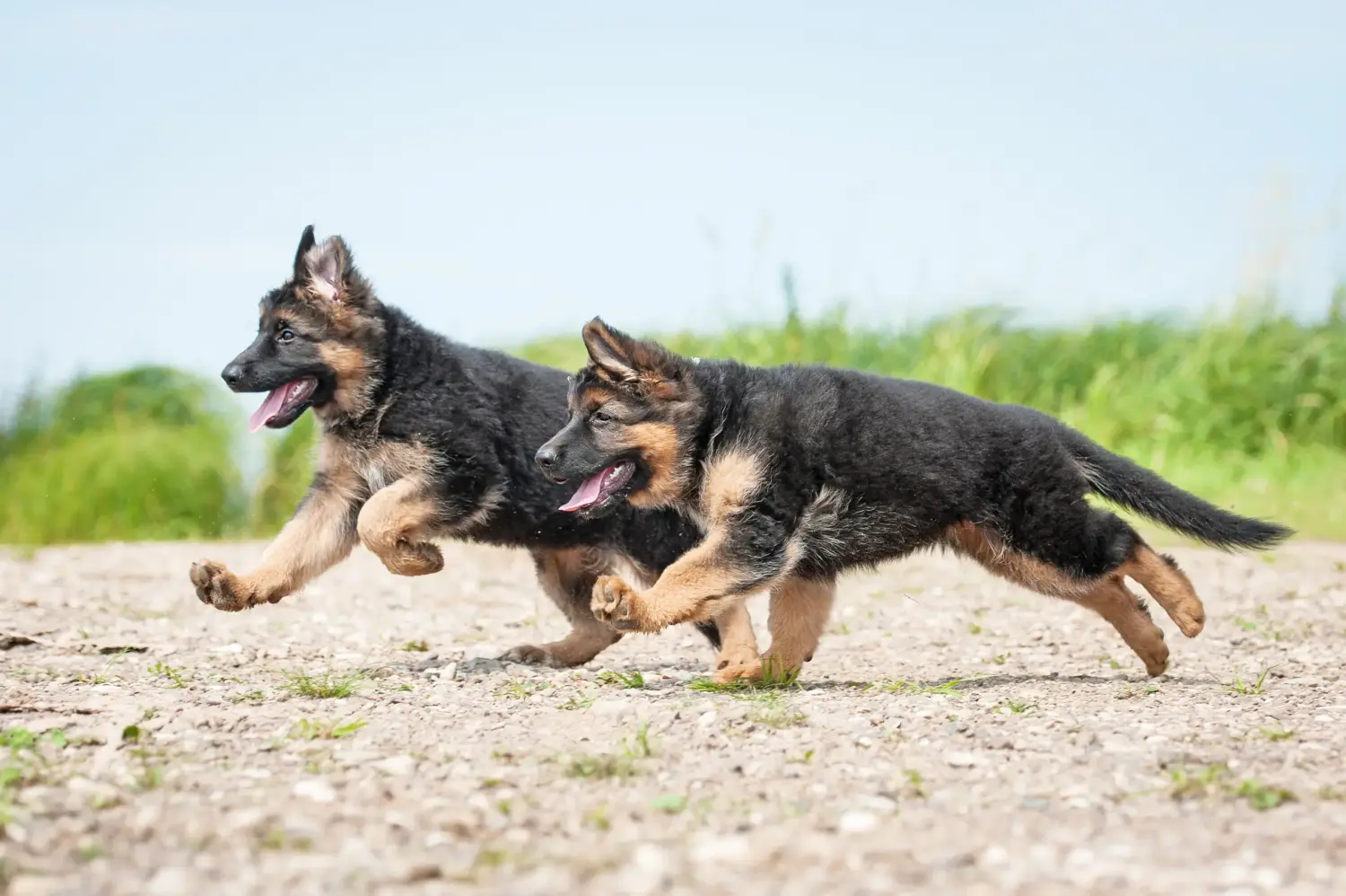Acheter un chiot berger allemand, c'est prendre ses responsabilités ! Acheter un chiot berger allemand.