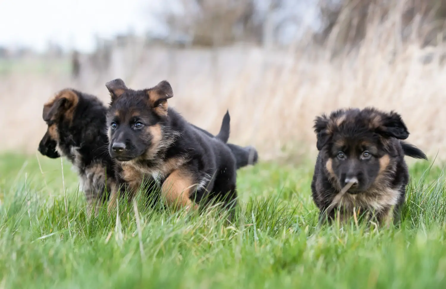Acheter un chiot berger allemand, c'est prendre ses responsabilités ! Acheter un chiot berger allemand.