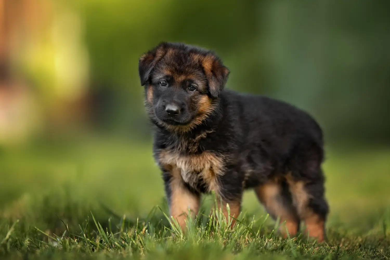 Acheter un chiot berger allemand, c'est prendre ses responsabilités ! Acheter un chiot berger allemand.