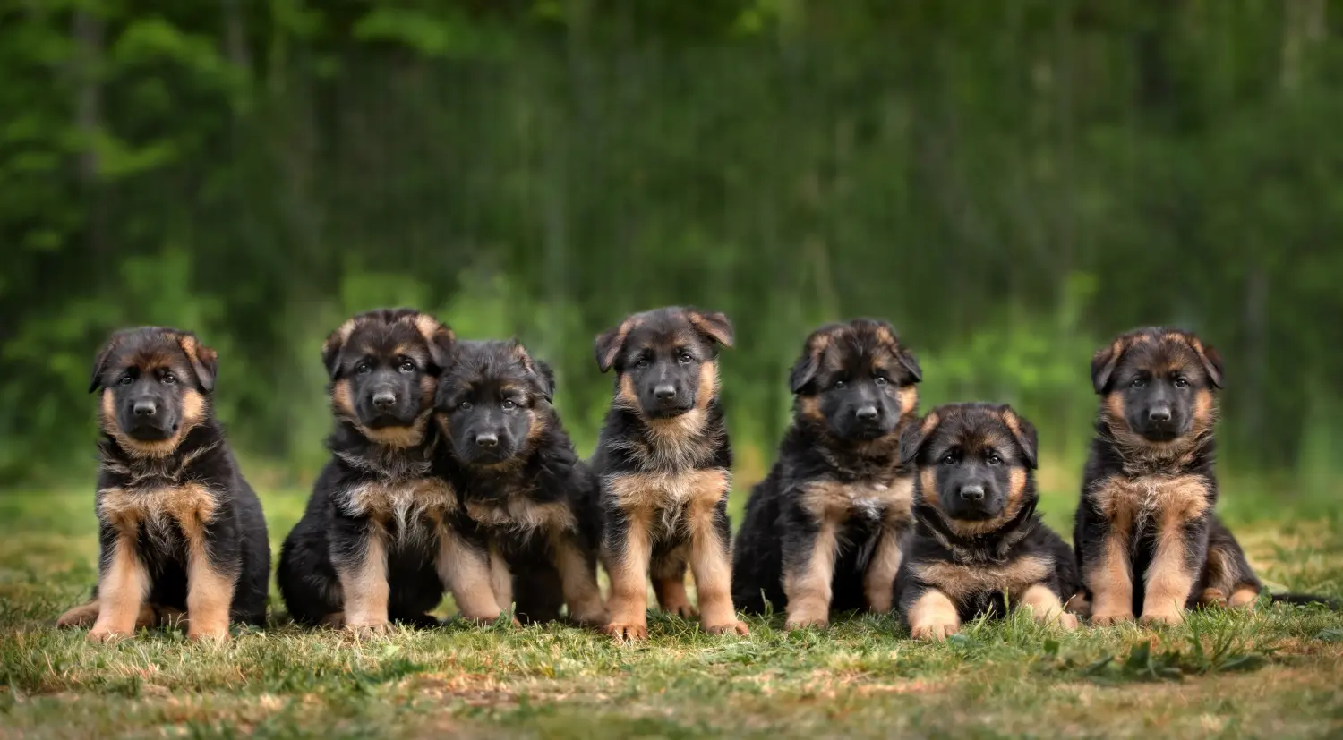 Acheter un chiot berger allemand, c'est prendre ses responsabilités ! Acheter un chiot berger allemand.