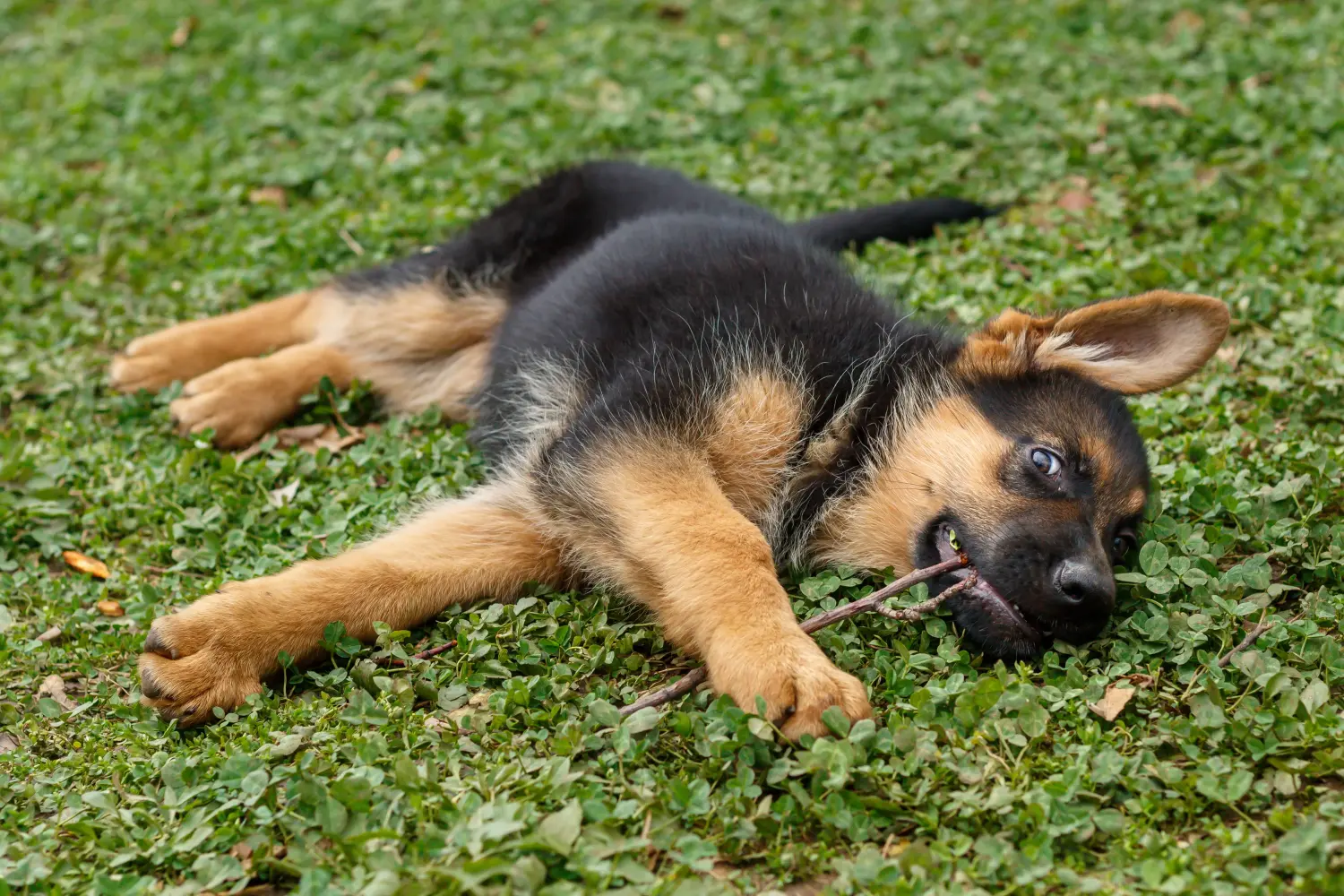 Acheter un chiot berger allemand, c'est prendre ses responsabilités ! Acheter un chiot berger allemand.