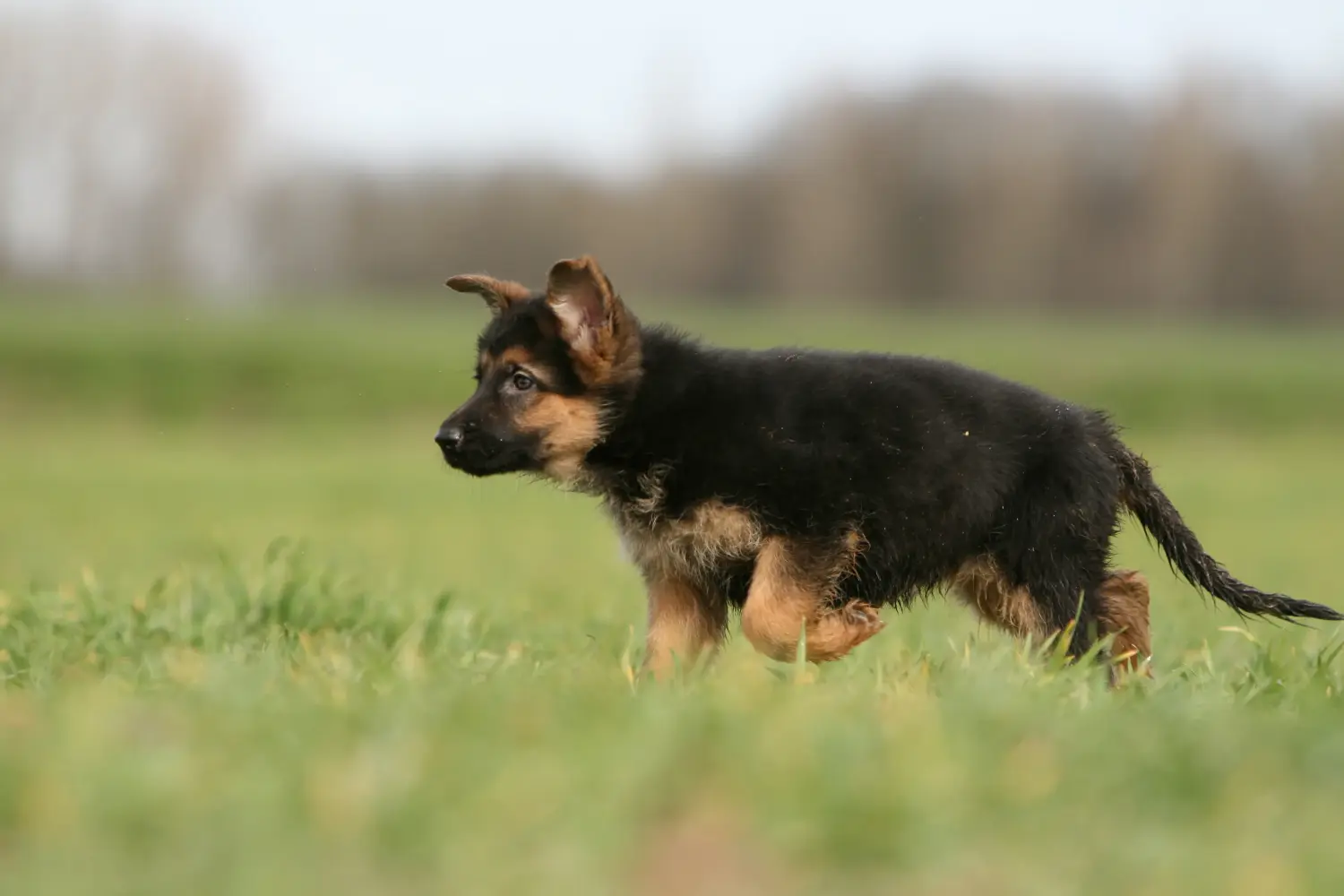 Acheter un chiot berger allemand, c'est prendre ses responsabilités ! Acheter un chiot berger allemand.