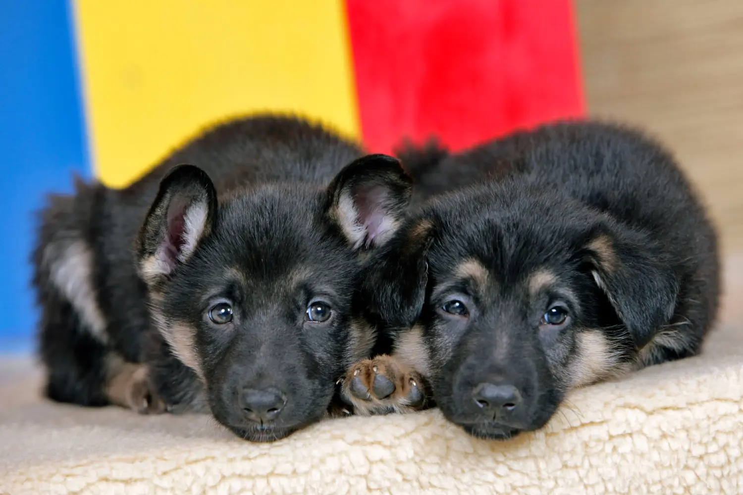Acheter un chiot berger allemand, c'est prendre ses responsabilités ! Acheter un chiot berger allemand.