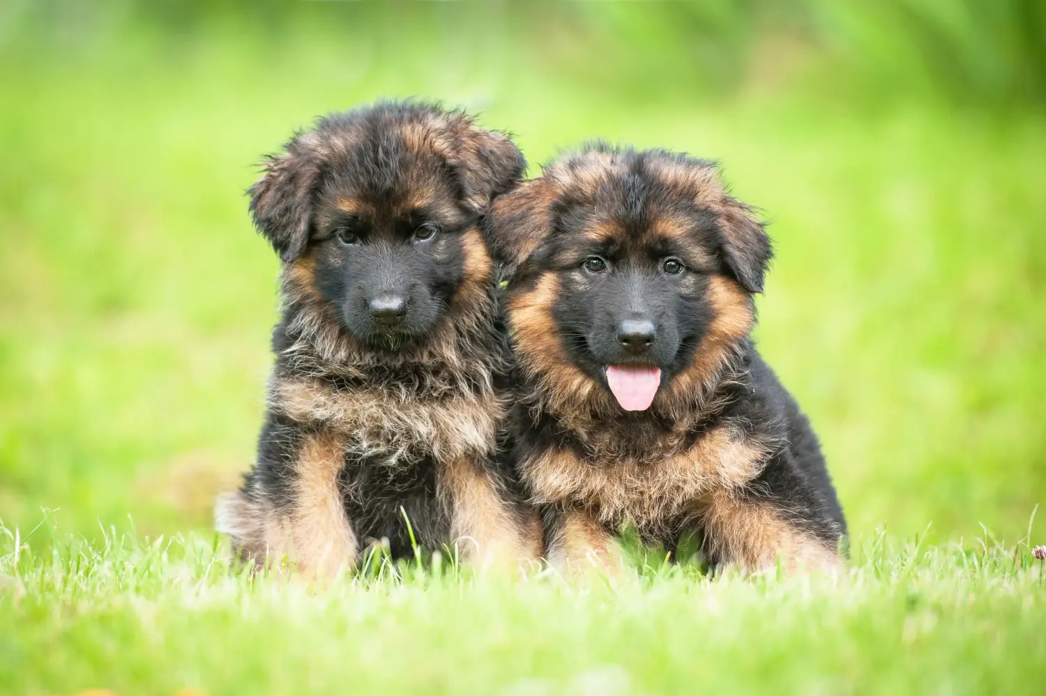 Acheter un chiot berger allemand, c'est prendre ses responsabilités ! Acheter un chiot berger allemand.