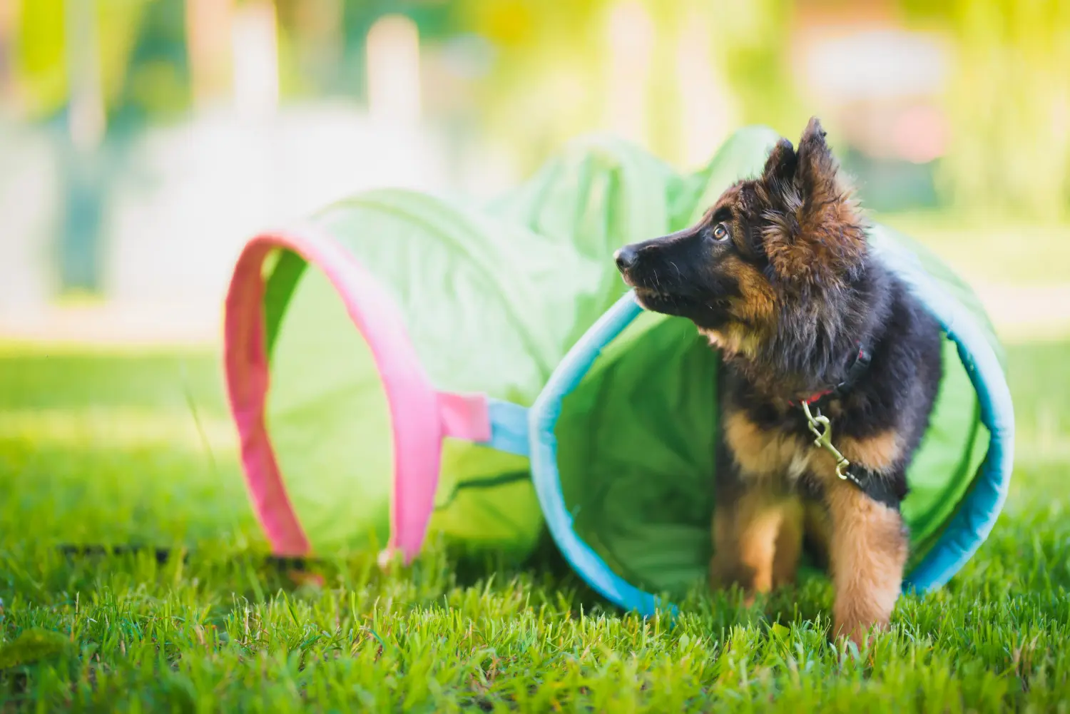 Acheter un chiot berger allemand, c'est prendre ses responsabilités ! Acheter un chiot berger allemand.