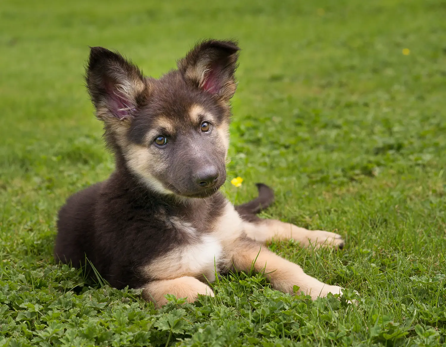 Acheter un chiot berger allemand, c'est prendre ses responsabilités ! Acheter un chiot berger allemand.