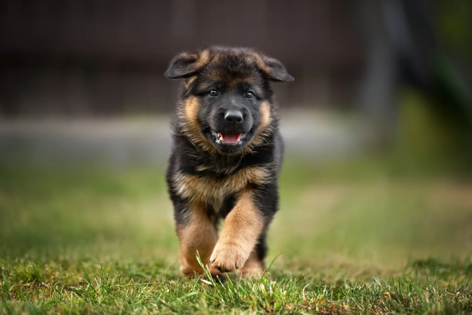 Acheter un chiot berger allemand, c'est prendre ses responsabilités ! Acheter un chiot berger allemand.
