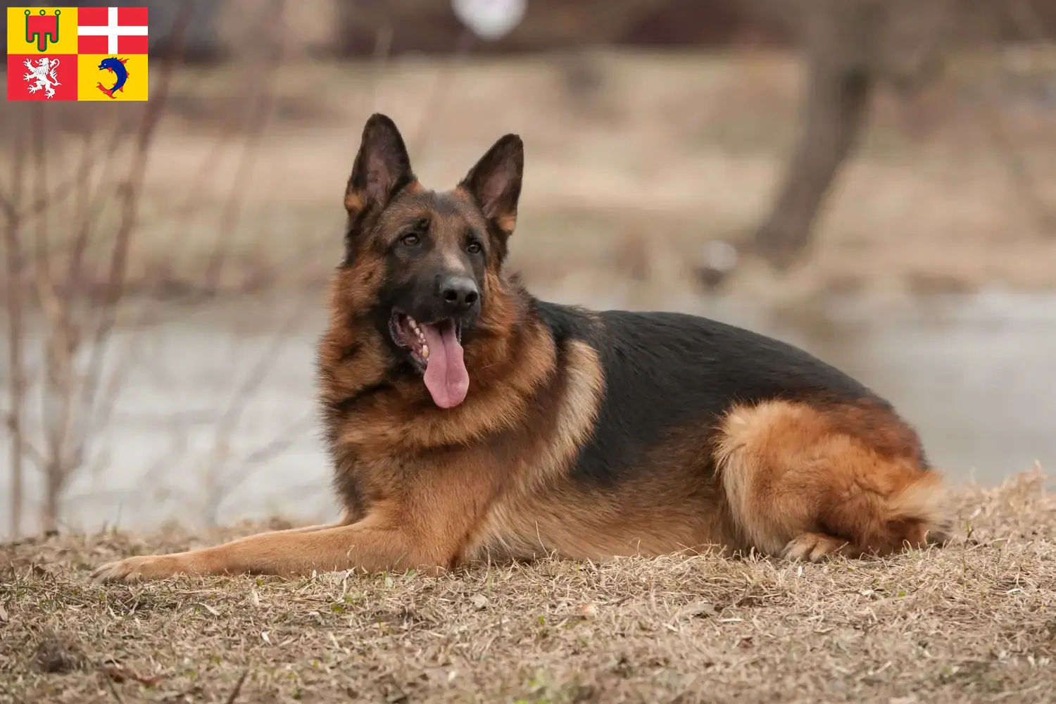 Berger allemand chiots et éleveurs Auvergne-Rhône-Alpes Ici, tu trouveras des éleveurs de Bergers Allemands en Auvergne-Rhône-Alpes.