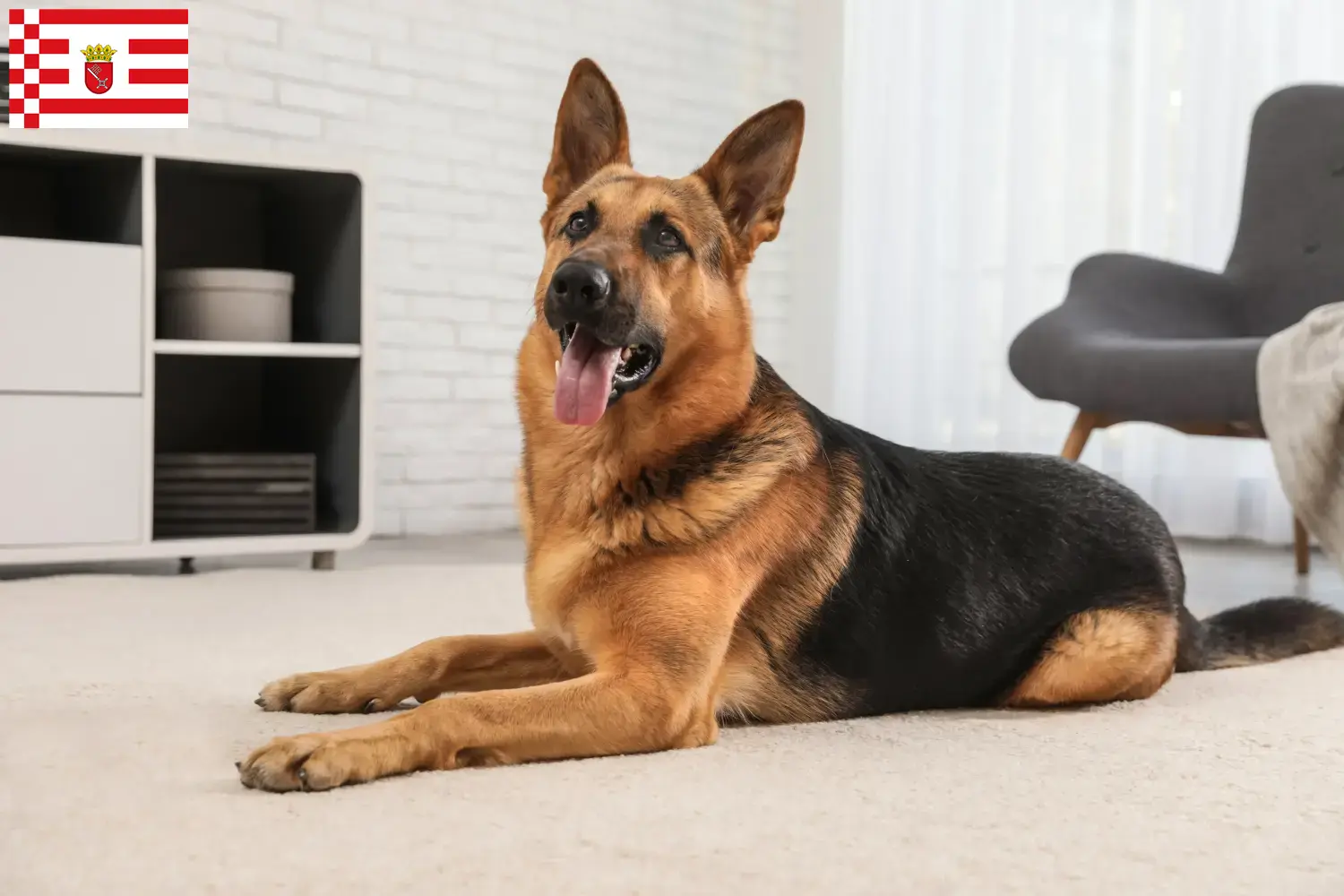 Berger allemand chiots et éleveurs Brême Ici, tu trouveras des éleveurs de chiens de berger allemands à Brême.