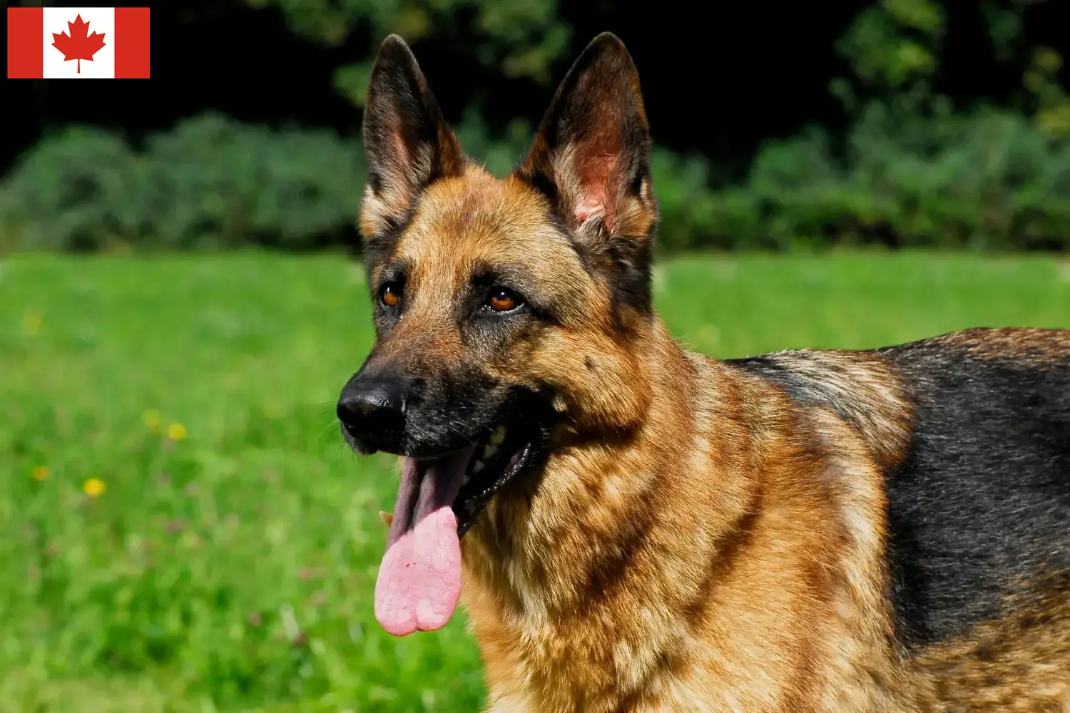 Berger allemand chiots et éleveurs Canada Ici, tu trouveras des éleveurs de chiens de berger allemands au Canada.