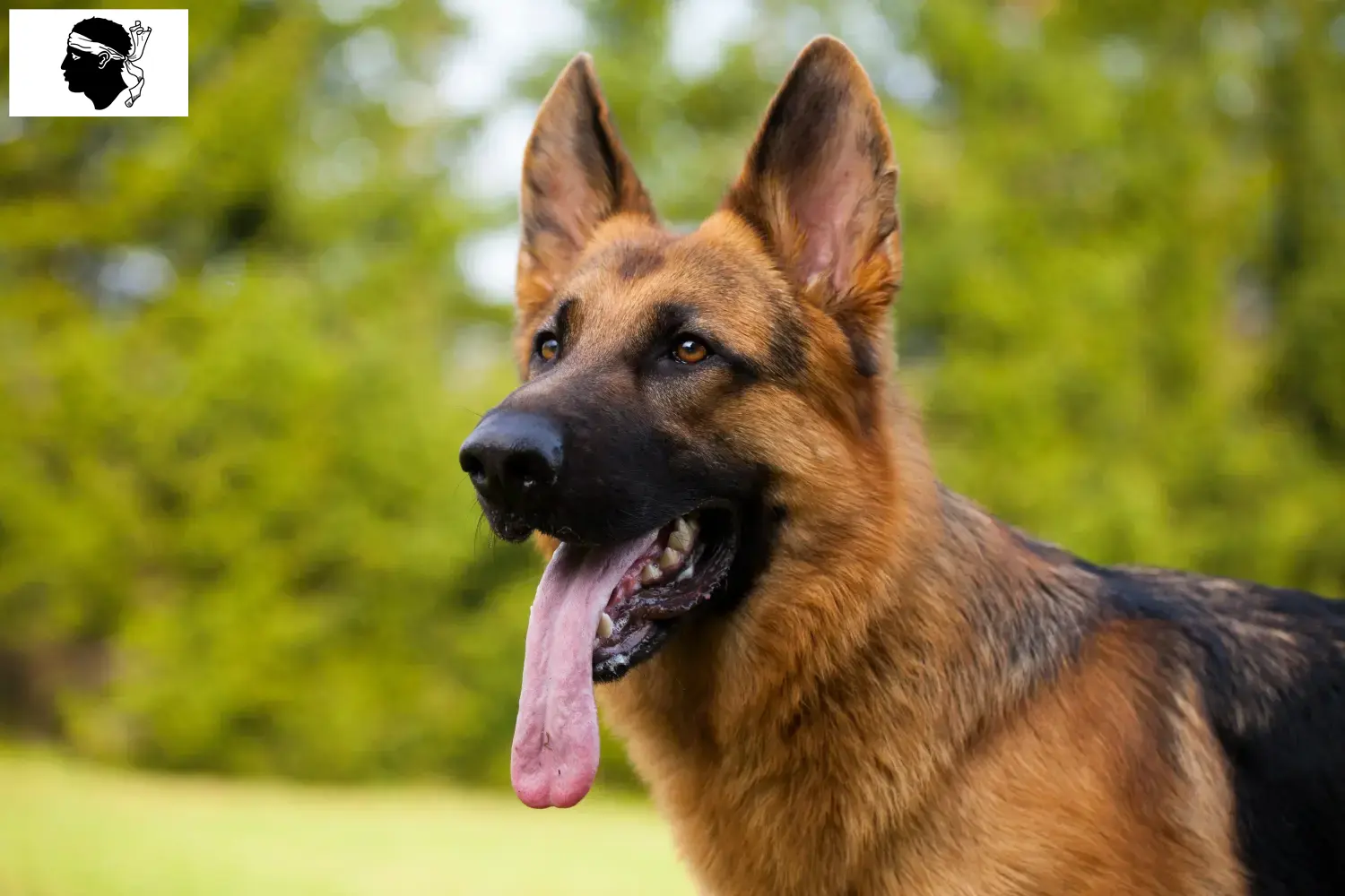 Berger allemand chiots et éleveurs Corse Ici, tu trouveras des éleveurs de bergers allemands en Corse.