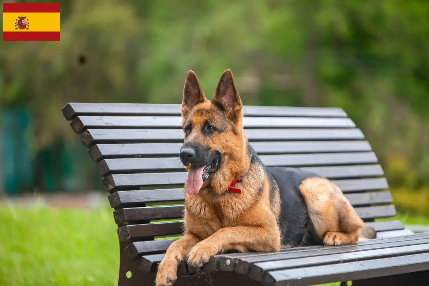 Berger allemand chiots et éleveurs Espagne Ici, tu trouveras des éleveurs de Bergers Allemands en Espagne.